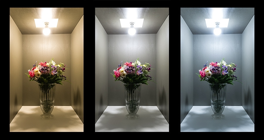 Comparison of warm, natural, and cool white light on wall paint and flowers